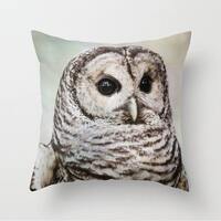 Velveteen Pillow Cover, Owl Barred Owl Wildlife Nature Birds of Prey Feathers Intense, Throw Pillow,