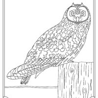 Printable Owl Coloring Pages