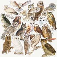 Vintage Owl Sticker Pack, Woodland Bird Ephemera for Scrapbooking, Journaling, Collage
