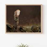 Barn Owl at Sunset Photography Print | Wildlife & Nature Lovers Gift | British Bird | Fine Art P