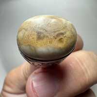 Vintage Fossilized Coral Ring | "Owl Eyes” Pattern | Sterling Silver | Rare Collector'