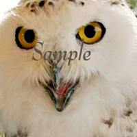Snowy Owl 8x10 Poster Instant Download