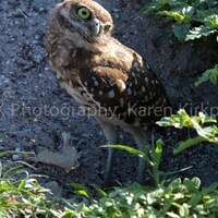Burrow Owl #1