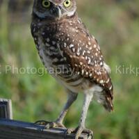 Burrow Owl #2
