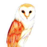 Barn Owl art print of a drawing available 5x7" or 8x10"