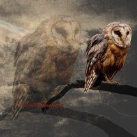 Barn Owl Double Exposure Brown Country Home Decor Barn Art Matted Picture A662