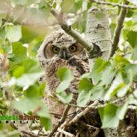 Great Horned Owlets, Cottonwood Trees, Owl Nesting Images, Fine Art Owl Prints, Owl Photo Déc