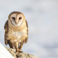 Barn Owl Photography Print, Owl Photography, Owl Art, Owl Wall Decor, Large Owl Print, Bird Photogra