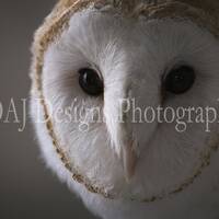 Barn Owl photo print | white bird picture