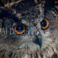 Owl portrait photo | Eurasian Eagle Owl picture | bird of prey wildlife photo  | owl home decor | ow