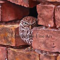 Little Owl Picture Greeting card from my painting a Little Owl in a wall niche