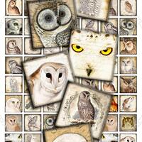 Digital paper VINTAGE OWL 1x1 inch square scary bird wings raptors pendants magnet stickers hang tag