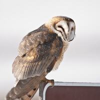 Barn Owl, Owl Images, Owl Pictures, Barn Owl Images, Raptor Photography, Barn Owl Photography, Fine 