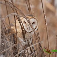 Barn Owl, Owl Images, Owl Pictures, Barn Owl Images, Raptor Photography, Barn Owl Photography, Fine 