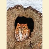 Eastern screech owl bird photograph, Eastern screech owl photograph, Eastern screech owl, bird photo