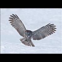 Great Gray Owl bird photograph, Great gray owl photograph, Great gray owl, bird photograph