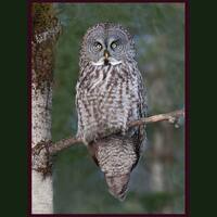 Great Gray Owl bird photograph, Great gray owl photograph, Great gray owl, bird photograph