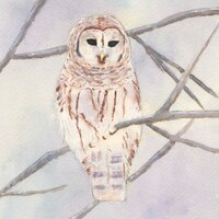 Barred Owl Watercolor Print, Bird Wildlife Art