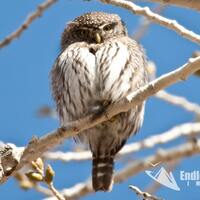 Northern Pygmy Owl, Small Owl Photography, Bird Photographs, Raptor Photography, Owl Fine Art Prints