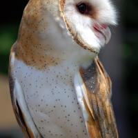 Barn Owl in Profile, Original Nature Art Photo