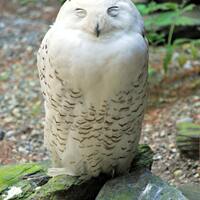 Sleepy Snowy Owl, Original Nature Art Photo Print