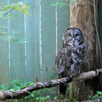 Great Grey Owl, Original Nature Art Photo Print