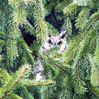 Instant Download, Natural Owl Portrait  Photography - 16 x 20