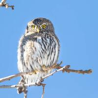 Cute Pygmy Owl Print, Owl Portrait, Owl Photography Print, Owl Fine Art, Owl Wall Decor, Small Owl Y