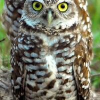 Burrowing owls photo, photo of small owls, raptor photo, cute owl photos, wildlife photos, wild bird