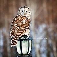 Barred Owl Picture, Owl Photography, Owl Photo, Hunting Owl, Barred Owl Print, Owl Note Card, Barred