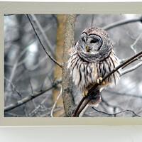 Barred Owl Art Photo Note Cards, Set of 3