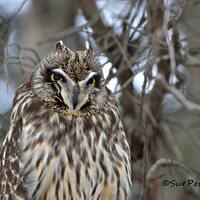 short eared owl, owl photography, wild owl photos, nature photography, bird photography, birds of pr