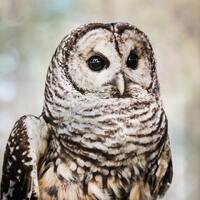 Grey Owl Photo, Barred Owl, Rustic Owl Print, Nature, Wildlife Print, Woodlands Home Decor, In the W