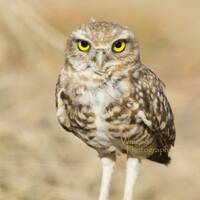 Baby Burrowing Owl print- Home Decor-Bird Photography-Owl Photography-Cute-Owl print