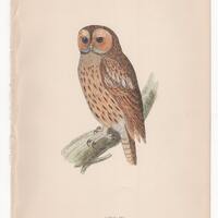 Antique Original 1870 Tawny Owl  Bird Print  Plate Bookplate from Rev. F.O. Morris's A History o