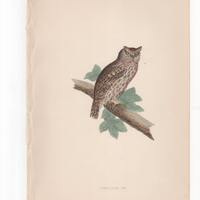 Antique Original 1870  Scops-Eared Owl  Bird Print  Plate Bookplate from Rev. F.O. Morris's A Hi