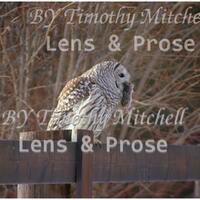 Digital Download Owl with dinner, Owl after its hunt picture by Timothy Mitchell