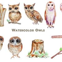 Watercolor Owl Clipart, Hand-Painted Illustration (Digital Download)