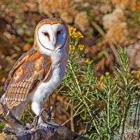 Barn Owl