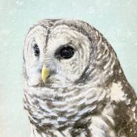 Pastel Owl Wall Art, Farmhouse Blue White Owl Wall Decor, Barred Owl Hoot Owl Wildlife Photography F