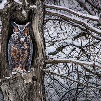 Great Horned Owl sitting in a Tree during a Snowstorm in West Michigan No.0102 A Fine Art Wildlife B