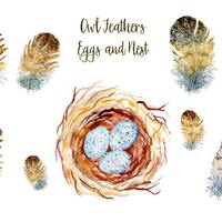 Watercolor Owl Feathers, Eggs and Nest Clipart (Digital Download)