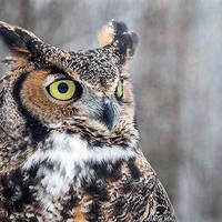 Great Horned Owl Fine Art Bird Photography, Home Decor Art Print, Bird Wall Art, Nature Print, Bird 