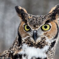 Great Horned Owl Fine Art Bird Photography, Home Decor Art Print, Bird Wall Art, Nature Print, Bird 