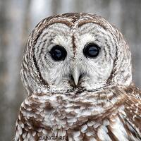 Barred Owl Fine Art Bird Photography, Owl, Owl Home Decor Art Print, Bird in the Forest, Large Wall 