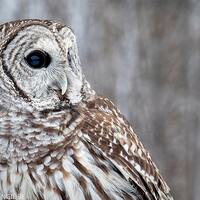 Barred Owl Fine Art Bird Photography, Owl, Home Decor Art Print, Large Wall Art, Nature Print, Bird 