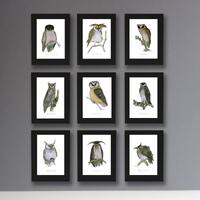 2) set of 9 fun Owl Prints by Tony Fernandes (prints unframed)