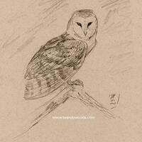 Sepia Barn Owl - Wildlife Sketch Drawing Artwork Print - by Brandy Woods
