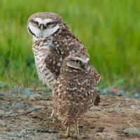 Burrowing Owl Pair-Bird Photography-Owl Photo-Large wall art