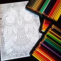 Owl Detailed Colouring Page